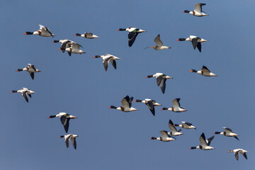 Bergeend; Ruddy Shelduck; Tadorna tadorna