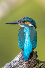 Eisvogel (Alcedo atthis) Jungvogel