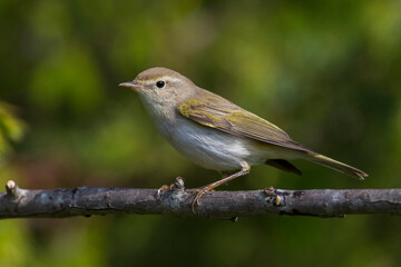 Westelijke Bergfluiter, Western Bonelli's Warbler; Phylloscopus bonelli