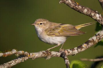 Westelijke Bergfluiter, Western Bonelli's Warbler; Phylloscopus bonelli