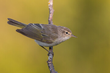 Westelijke Bergfluiter, Western Bonelli's Warbler; Phylloscopus bonelli
