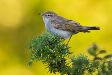 Westelijke Bergfluiter, Western Bonelli's Warbler; Phylloscopus bonelli