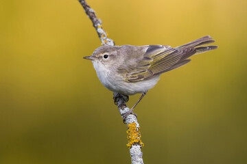 Westelijke Bergfluiter, Western Bonelli's Warbler; Phylloscopus bonelli