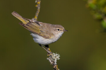 Westelijke Bergfluiter, Western Bonelli's Warbler; Phylloscopus bonelli