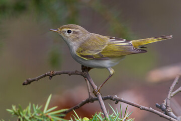 Bergfluiter, Western Bonelli's Warbler; Phylloscopus bonelli