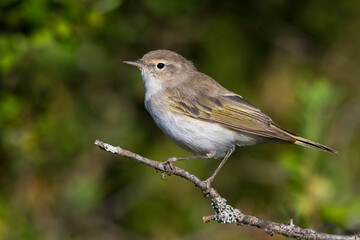 Westelijke Bergfluiter, Western Bonelli's Warbler; Phylloscopus bonelli