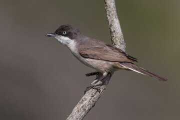 Westelijke Orpheusgrasmus; Western Orphean Warbler; Sylvia hortensis