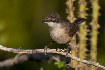 Westelijke Orpheusgrasmus; Western Orphean Warbler; Sylvia hortensis