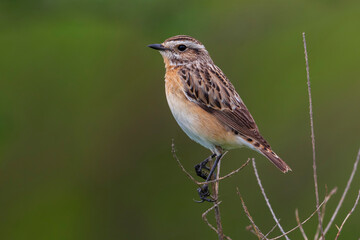 Paapje, Whinchat, Saxicola rubetra