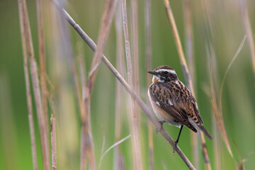 Paapje, Whinchat, Saxicola rubetra
