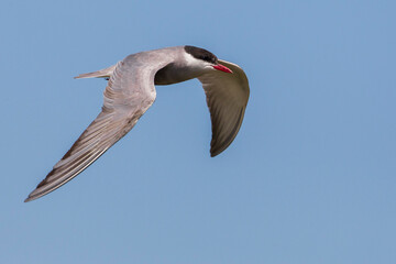Witwangstern; Whiskered Tern; Chlidonias hybrida