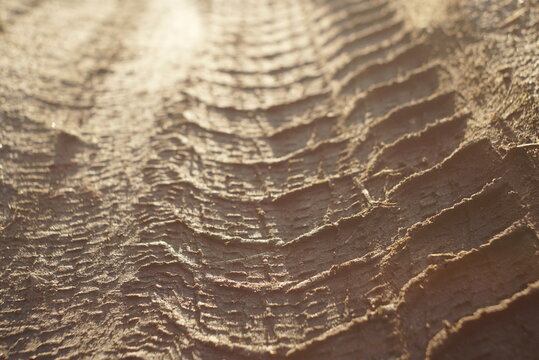 Tire Tracks On A Dirt Road Close Up