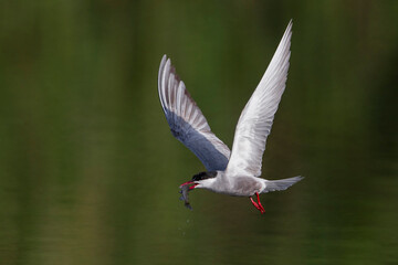 Witwangstern; Whiskered Tern; Chlidonias hybrida