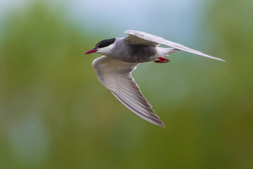 Witwangstern; Whiskered Tern; Chlidonias hybrida