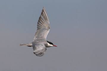 Witwangstern; Whiskered Tern; Chlidonias hybrida
