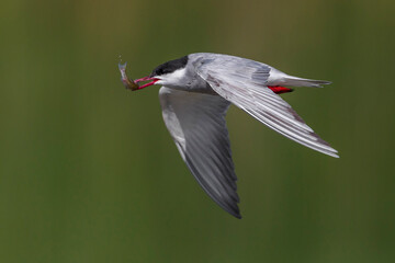 Witwangstern; Whiskered Tern; Chlidonias hybrida