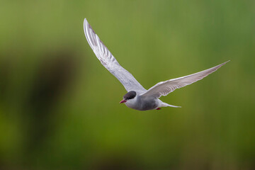 Witwangstern; Whiskered Tern; Chlidonias hybrida