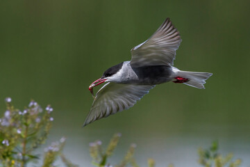 Witwangstern; Whiskered Tern; Chlidonias hybrida