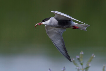 Witwangstern; Whiskered Tern; Chlidonias hybrida