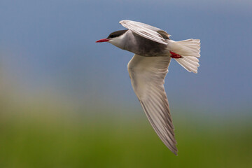 Witwangstern; Whiskered Tern; Chlidonias hybrida