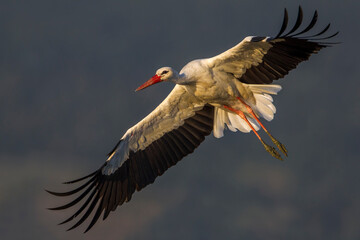 Ooievaar, White Stork; Ciconia ciconia