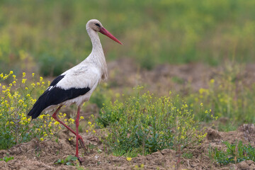 Ooievaar; White Stork; Ciconia ciconia