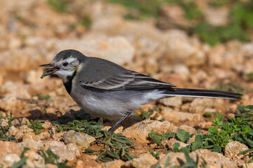 Witte Kwikstaart; White Wagtail; Motacilla alba