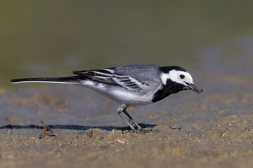 Witte Kwikstaart, White Wagtail, Motacilla alba