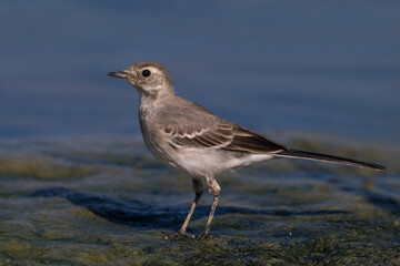 Witte Kwikstaart; White Wagtail; Motacilla alba