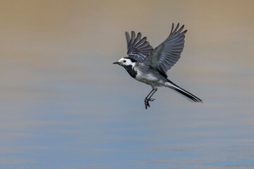 Witte Kwikstaart, White Wagtail, Motacilla alba
