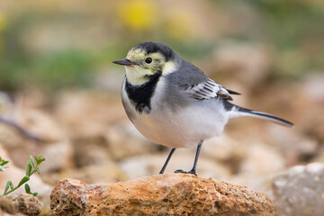Witte Kwikstaart; White Wagtail; Motacilla alba