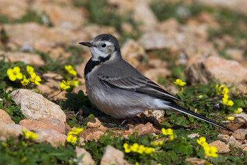 Witte Kwikstaart; White Wagtail; Motacilla alba