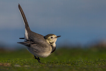 Witte Kwikstaart; White Wagtail; Motacilla alba