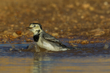 Witte Kwikstaart; White Wagtail; Motacilla alba