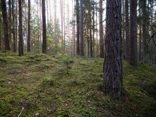 old dark fir forest sun shining through branches
