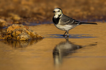Witte Kwikstaart; White Wagtail; Motacilla alba