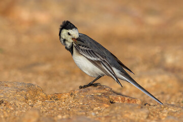 Witte Kwikstaart; White Wagtail; Motacilla alba