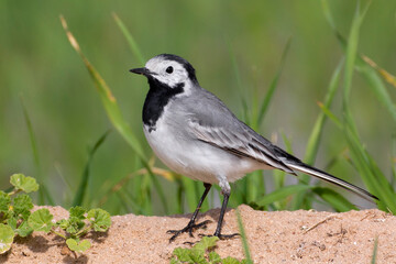 Witte Kwikstaart; White Wagtail; Motacilla alba