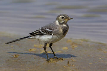 Witte Kwikstaart; White Wagtail; Motacilla alba