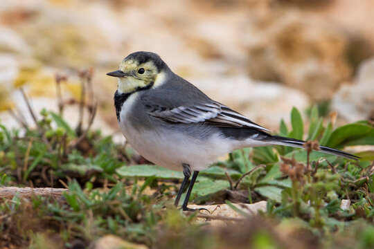 Witte 이미지 – 찾아보기 1,491 스톡 사진, 벡터 및 비디오 | Adobe Stock