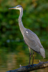 Graureiher (Ardea cinerea) Jungvogel