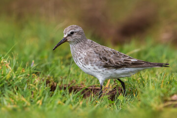 Bonapartes Strandloper, White-rumped Sandpiper, Calidris fuscico