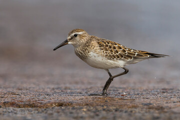 Bonapartes Strandloper; White-rumped Sandpiper; Calidris fuscicollis