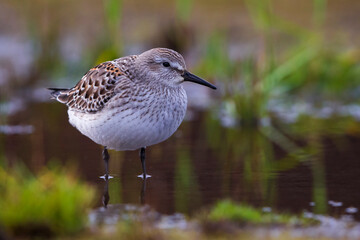 Bonapartes Strandloper; White-rumped Sandpiper; Calidris fuscicollis