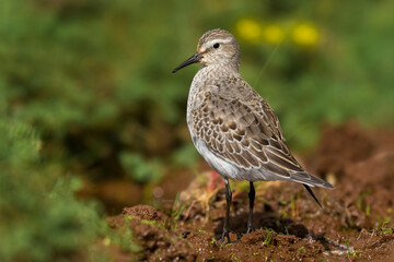 Bonapartes Strandloper, White-rumped Sandpiper, Calidris fuscico