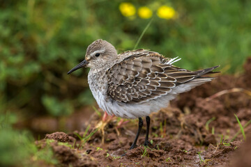 Bonapartes Strandloper, White-rumped Sandpiper, Calidris fuscico