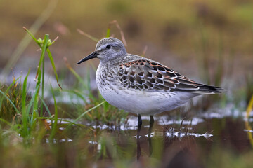 Bonapartes Strandloper; White-rumped Sandpiper; Calidris fuscicollis
