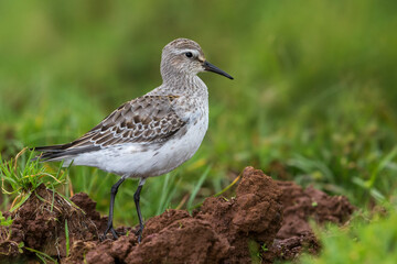 Bonapartes Strandloper, White-rumped Sandpiper, Calidris fuscico