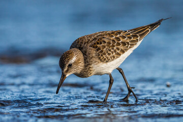 Bonapartes Strandloper; White-rumped Sandpiper; Calidris fuscicollis