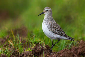 Bonapartes Strandloper, White-rumped Sandpiper, Calidris fuscico